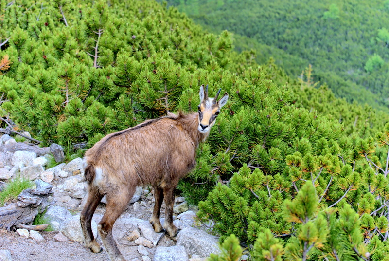 sky, growth, landscape, domestic animals, deer, land, field, animal, animal wildlife, nature, side view, slovakia, one animal, fawn, plant, day, top view