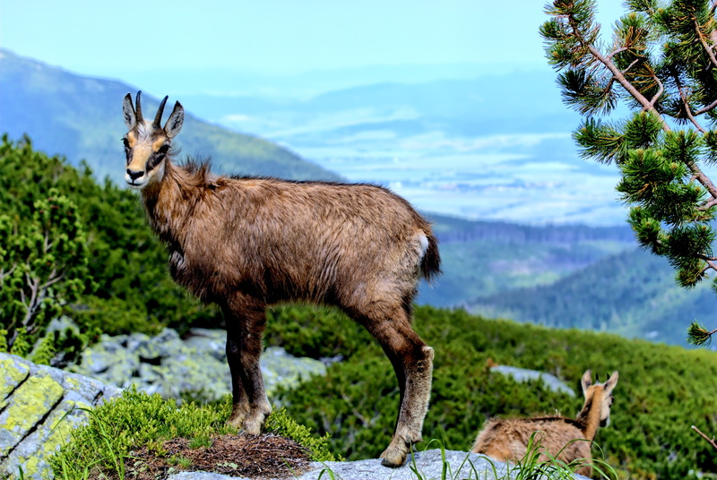 mountain, animals in the wild, slovakia, tree, goat, landscape, lamb summit, domestic animals, 4K, animal, sky, top view, herbivorous, plant, animal themes