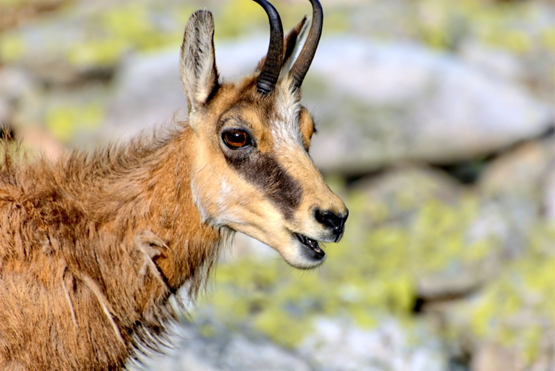 animal, landscape, slovakia, lamb summit, animal themes, animals in the wild, brown, nature, close-up, no people, 4K, one animal, focus on foreground