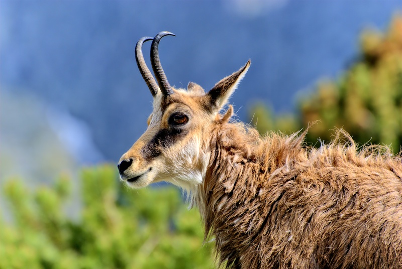mountains, no people, mountain, sky, lamb summit, animals in the wild, nature, deer, 4K, animal body part, day, outdoors, animal head, view, domestic animals