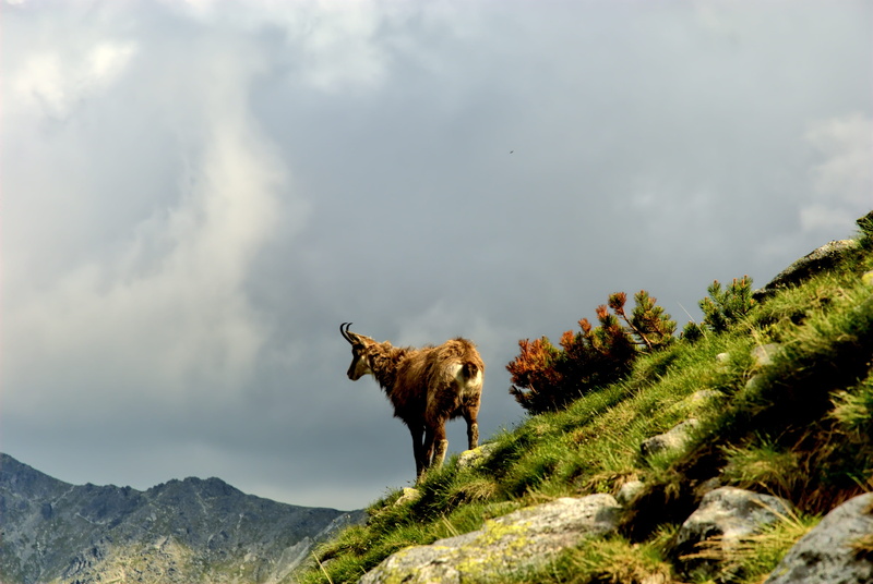 plant, animal, beauty in nature, nature, pets, tatry, day, mountain, domestic animals, animal themes, lamb summit, animals in the wild, vertebrate, slovakia