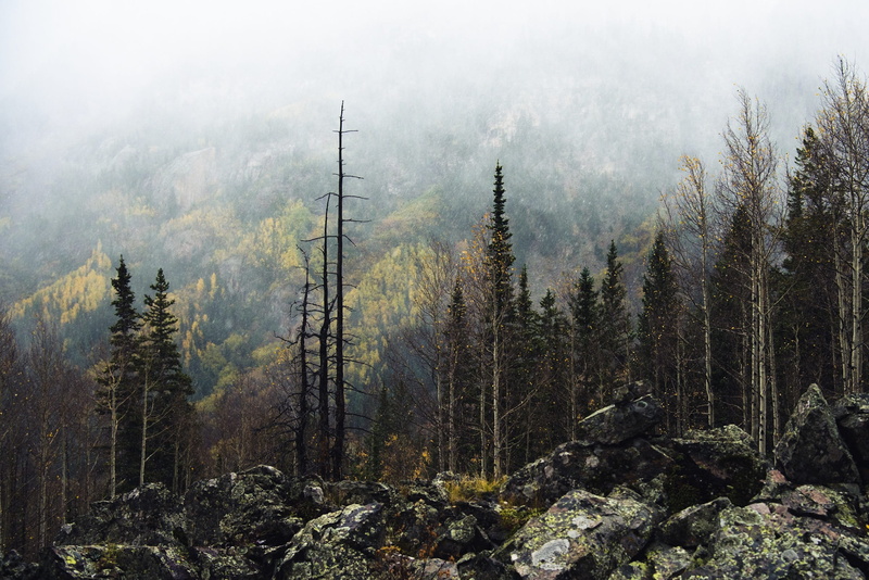 landscape, outdoors, pine woodland, non-urban scene, united states, evergreen tree, beauty in nature, coniferous tree, environment, tree, plant, colors