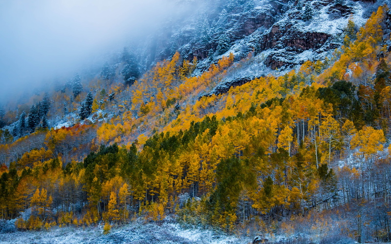 birch, trees, maroon, plant, tree, nature, day, 4K, outdoors, beauty in nature, usa, woodland, tranquil scene, leaves, no people, mountain, colorado, land