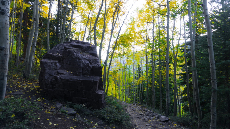 non-urban scene, maroon bells, nature, solid, bamboo - plant, colorado, woodland, tree trunk, forest, beauty in nature, united states, growth, no people