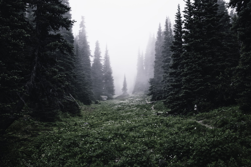 green color, outdoors, tranquil scene, plant, pathway, scenics - nature, environment, the way forward, trail, direction, green, beauty in nature, fog, mist