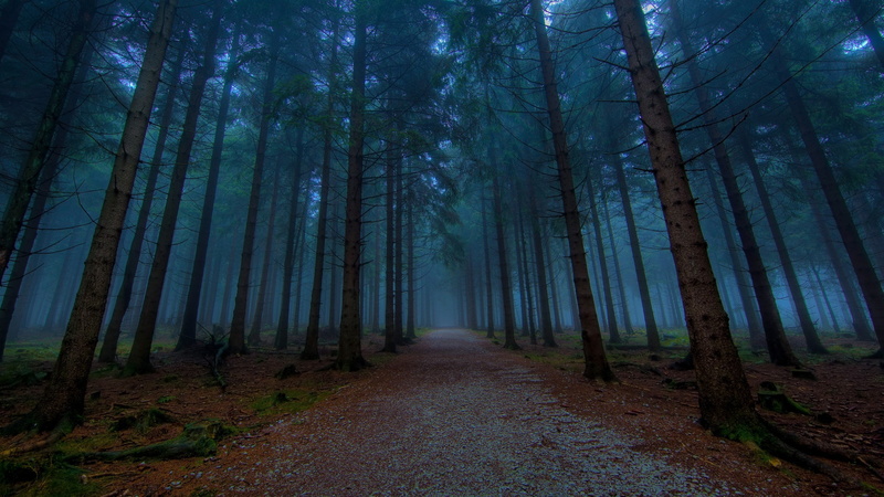 nature, fog, art, forests, forest, 2K, Landscapes, x, hd