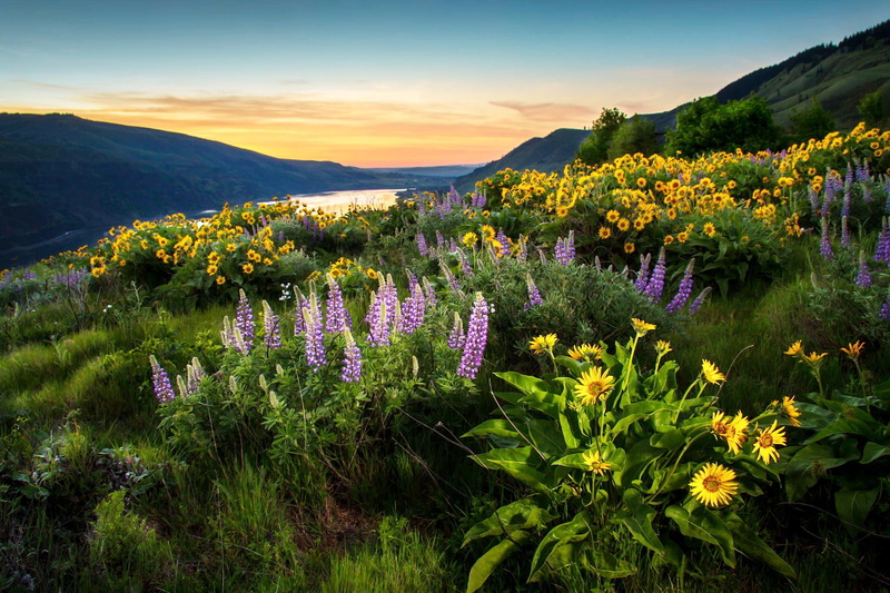 1080P, wild, blue, sunflowers, america, columbia, backgrounds, river, lupini, north, mobile, flowers, hd, desktop