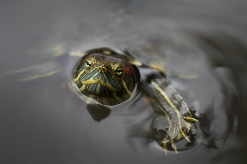 animal, amphibian, vertebrate, turtle, water, photography, no people, 1080P, animals in the wild, one animal, floating on water, macro, day, marine, animal eye