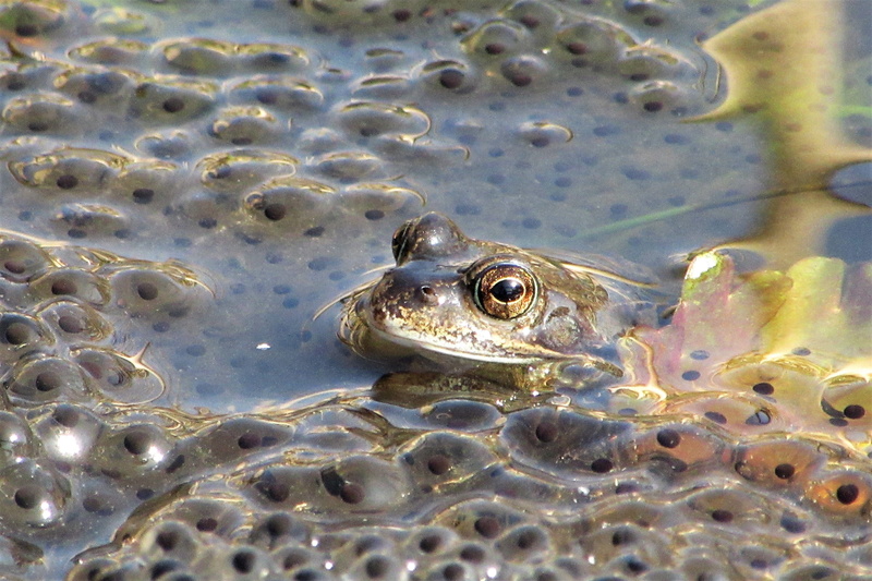 marine, 2K, animal, animals in the wild, water, animal body part, frog, reptile, pool, spawn, pond, swimming, one animal, frog pond, nature, outdoors