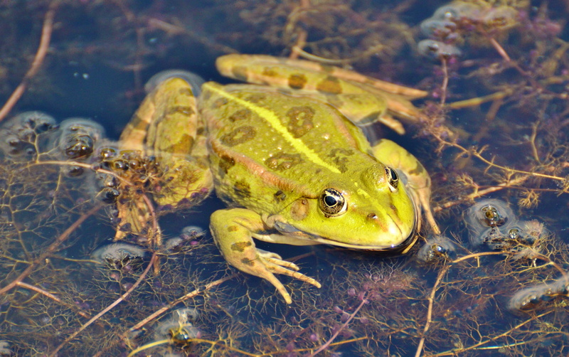 animals in the wild, green frog, 4K, green, day, high angle view, water frog, aquatic animal, close-up, no people, plant, focus on foreground, marine