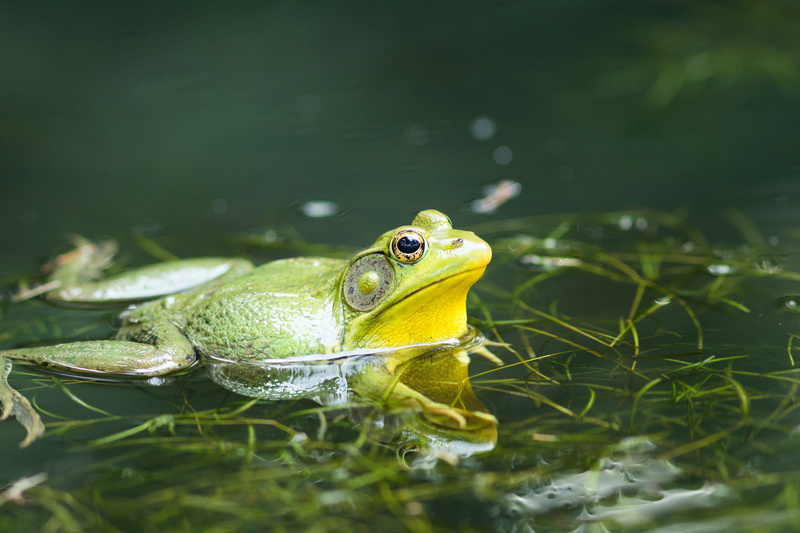 animal head, vertebrate, selective focus, green, frog, animals in the wild, one animal, close-up, water, reptile, pond, animal wildlife, nature, plant