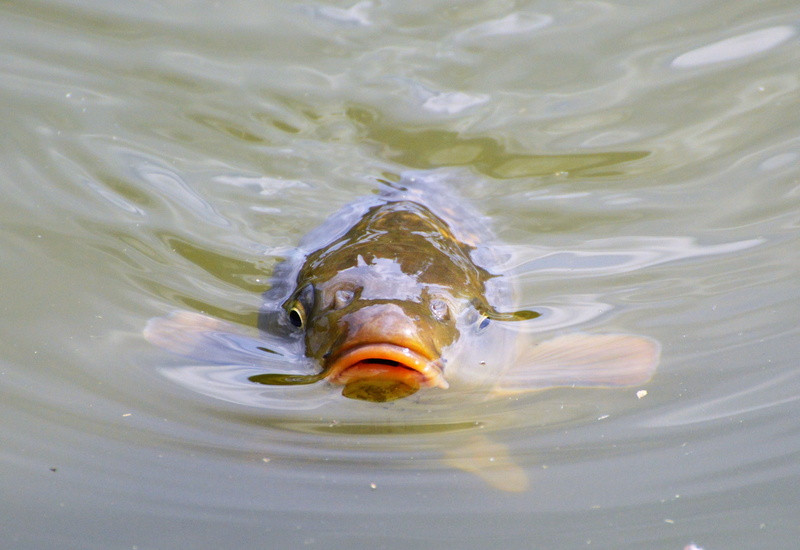 animals in the wild, 4K, creature, appear, marine, nature, outdoors, brown, day, vertebrate, pond, animal body part, carp, water, no people, waterfront