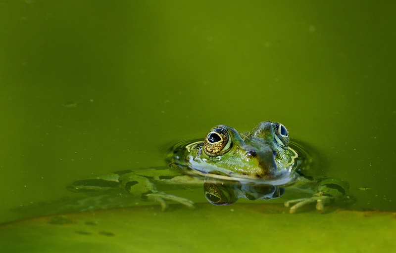 lake, selective, waterfront, marine, water, amphibian, creature, no people, animal wildlife, nature, vertebrate, pond, body, one animal, green frog, green