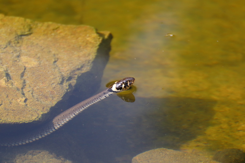 one animal, 5K, reptile, poisonous, amphibian, lake, vertebrate, grass snake, outdoors, marine, animals in the wild, animal wildlife, animal body part
