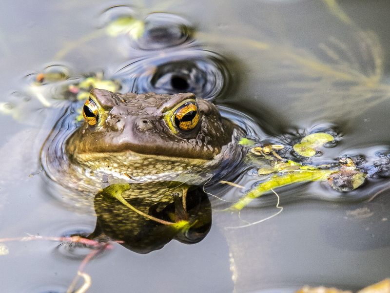 swimming, animal wildlife, animal head, waterfront, one animal, toad, 4K, amphibians, water, amphibian, vertebrate, nature, lake, day, marine, frog, common toad