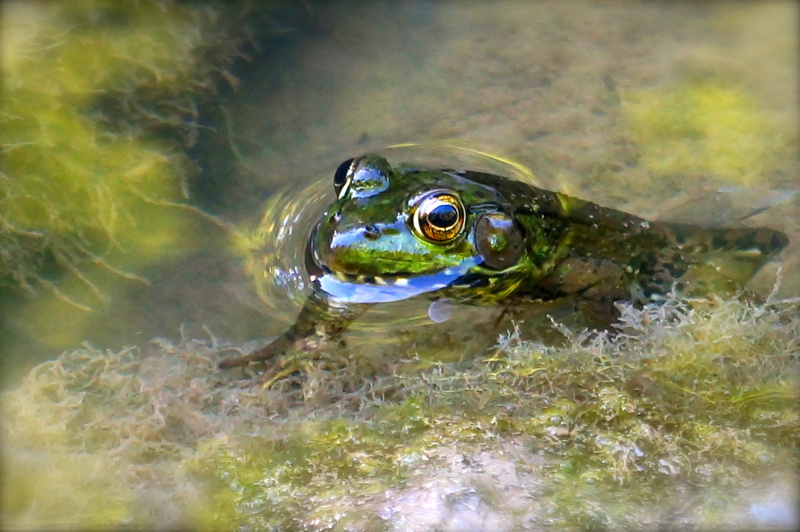 amphibian, day, green, Frog, marine, no people, animal eye, outdoors, vertebrate, river, Nature, turtle, water, animal head, animal themes, Environment