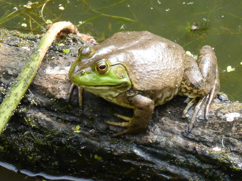 Amphibian, rock - object, 2K, nature, lake, high angle view, close-up, green color, day, green, Animal, outdoors, wildlife, no people, animal eye, reptile