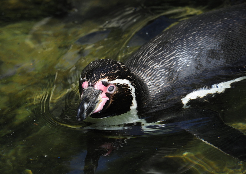 day, swimming, close-up, nature, 2K, marine, penguin, no people, drinking, one animal, outdoors, animal, vertebrate, animal head, animal themes, animal eye