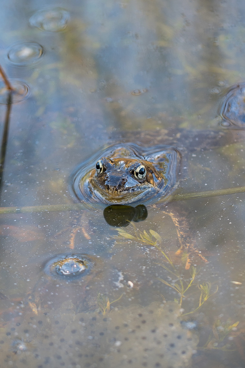 vertebrate, day, Nature, waterfront, Spring, high angle view, Spawning, animal body part, reptile, animal head, close-up, Frog, spring, animal themes, animal eye