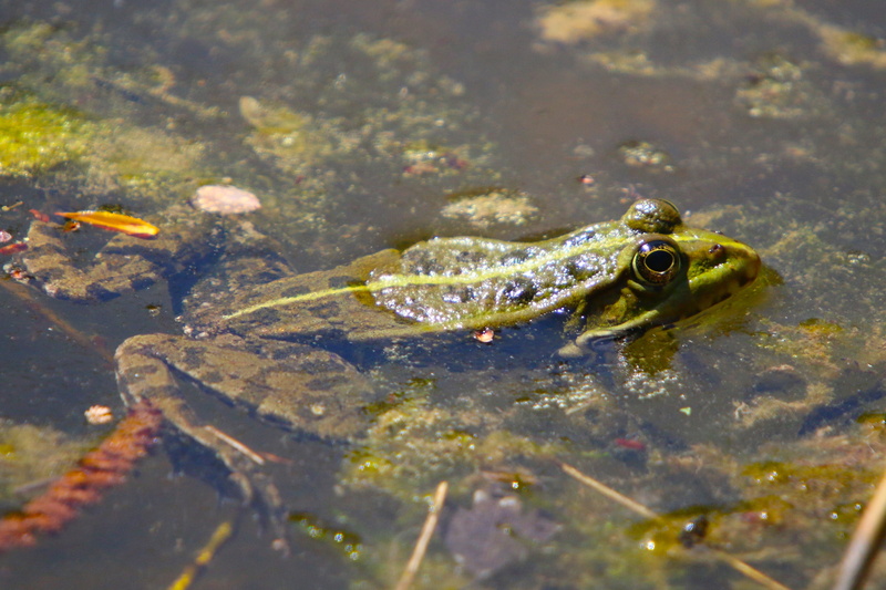 amphibian, nature, animals, pond, animals in the wild, animal themes, water, close-up, no people, 4K, reptile, animal eye, animal, animal head, day, vertebrate