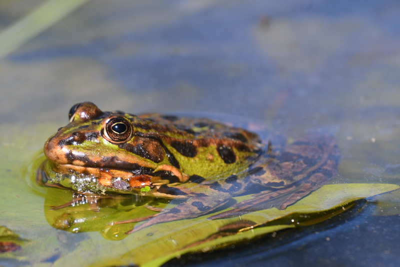 lake, reptile, vertebrate, animal wildlife, close up, animal, 5K, waterfront, floating on water, animal eye, animal themes, frog, water, swimming, amphibian