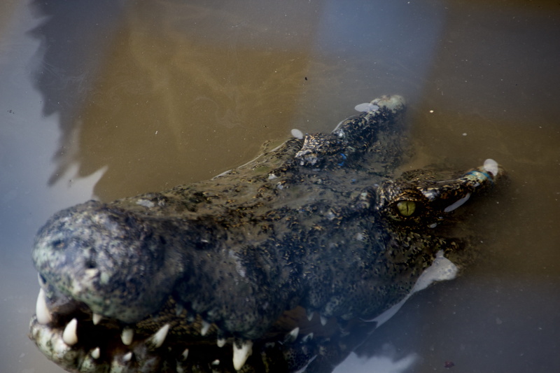 animal body part, eyes, 5K, animal wildlife, marine, swamp, asia, animal eye, reptile, crocodile, animal head, oriental, alligator, vĩnh long, teeth, vertebrate