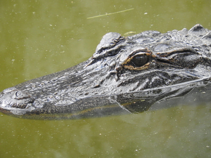 animal eye, florida, no people, day, lake, gator, water, animal, animals in the wild, close-up, reptile, swamp, 2K, vertebrate, outdoors, marine, swimming