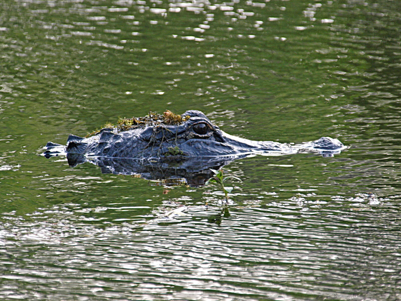 marine, danger, swamp, animal themes, dangerous, animal eye, predator, nature, vertebrate, 2K, lake, rippled, animal wildlife, animal body part, stealth