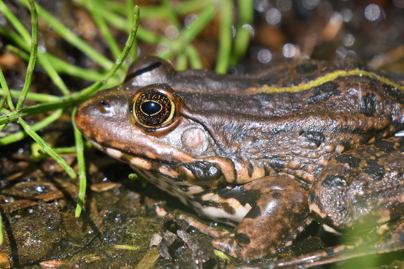animal body part, close up, lake, marine, slimy, animal world, frog, vertebrate, amphibian, reptile, animal head, day, 5K, animal wildlife, animals in the wild