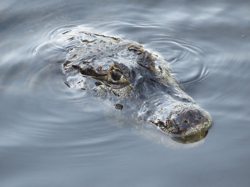 one animal, animal themes, animal, outdoors, marine, nature, swamp, animal head, snout, crocodile, animal eye, no people, swimming, water, day, lake, close-up