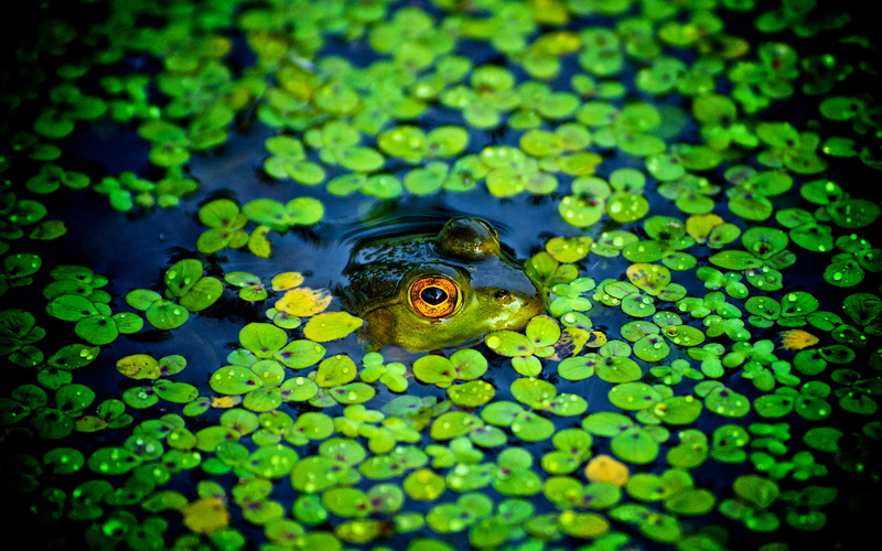 green, green color, reptile, swimming, animal body part, 2K, marine, selective focus, Animals, animal themes, animals in the wild, Frog, water, animal head