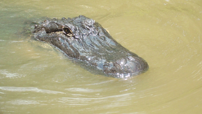 swimming, animal themes, Swamp, no people, animal body part, water, day, animal eye, animal wildlife, 1080P, outdoors, crocodile, wilderness, one animal