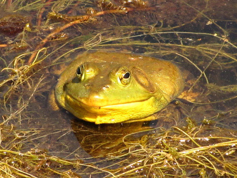 marine, shallow, day, cute, wet, animal themes, Pond, wild, 4K, Nature, vertebrate, frog, close-up, swamp, Animals, eye, swimming, toad, animal wildlife
