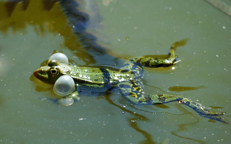 swimming, Bubbles, animals in the wild, day, one animal, animal eye, nature, Air, amphibian, close-up, animal themes, lake, animal wildlife, air bubbles