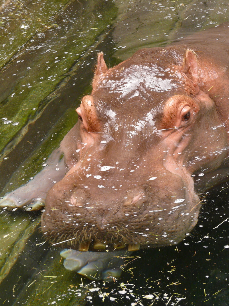 animal, animal body part, hippo, one animal, marine, animal head, massive, swim, hard, waterfront, africa, day, lake, vertebrate, skin, nature, obese, animals in the wild