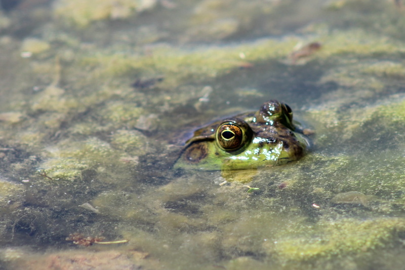 selective focus, nature, close-up, wildlife, water, shallow, animals in the wild, amphibian, animal eye, frog, one animal, lake, 1080P, close, surface