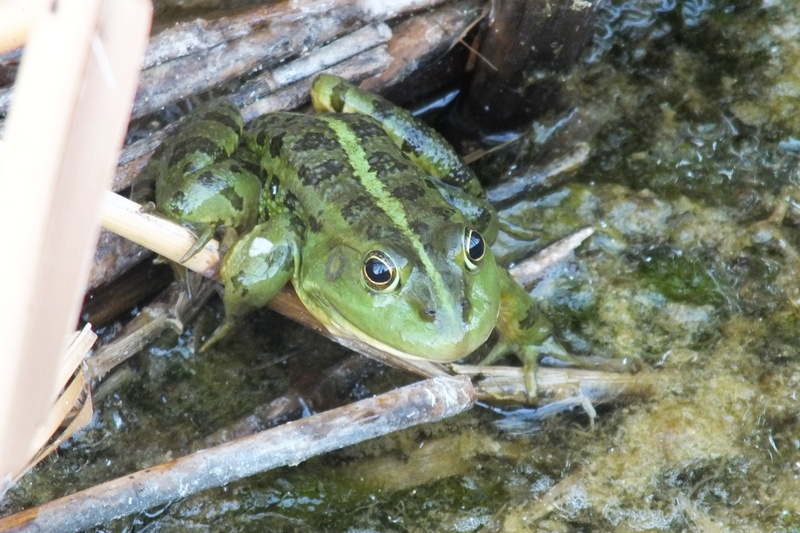 dd, nature, day, vertebrate, 4K, animal head, marine, underwater, amphibian, swimming, animals in the wild, reptile, bavi, lake, animal themes, green