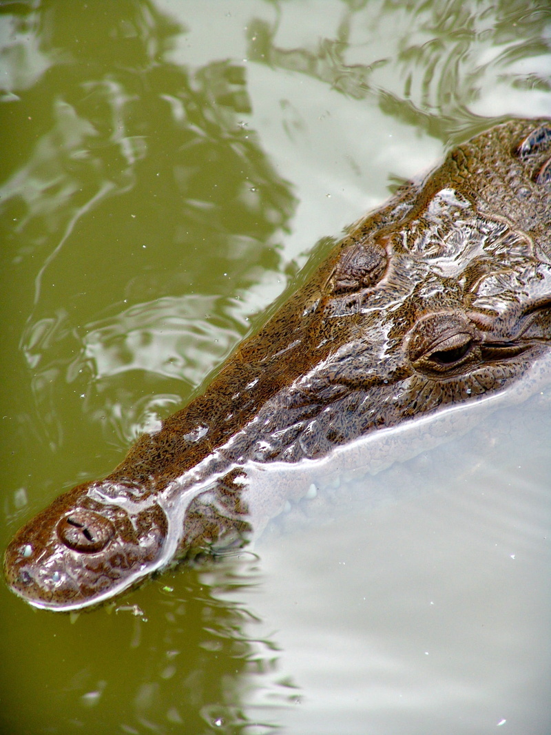 vertebrate, river, animal, lake, animal themes, dangerous, marine, animal wildlife, high angle view, reptile, animal eye, risk, one animal, no people, crocodile