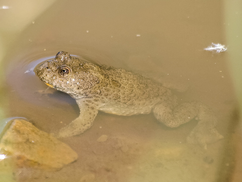 toad, 4K, reptile, crocodile, yellow-bellied toad, animal wildlife, frog, animals in the wild, swimming, amphibians, high angle view, alligator, amphibian