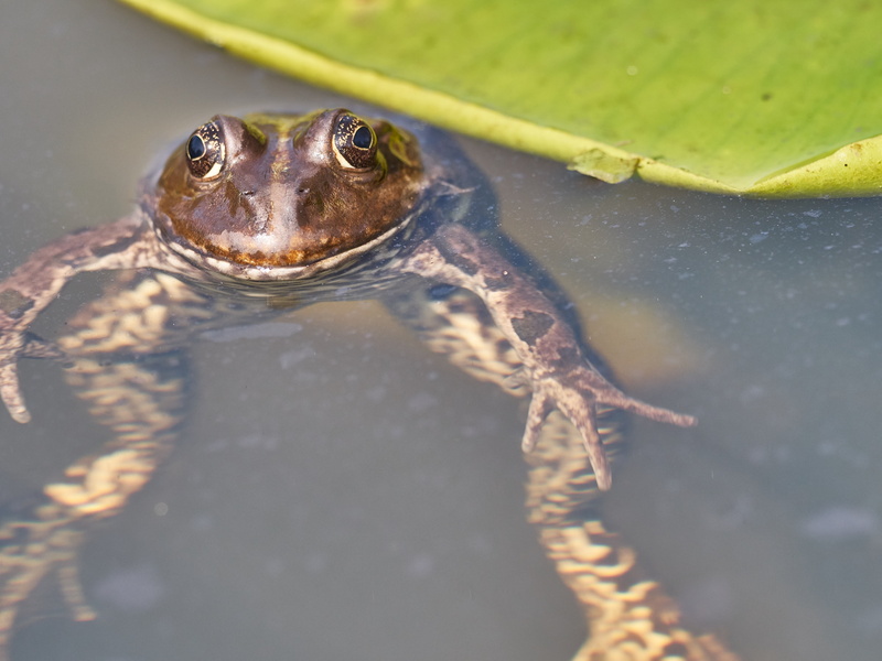 animal themes, green frog, frog pond, no people, green, king, frog, water, aquatic animal, lake, amphibian, animal, close-up, animal wildlife, animal eye