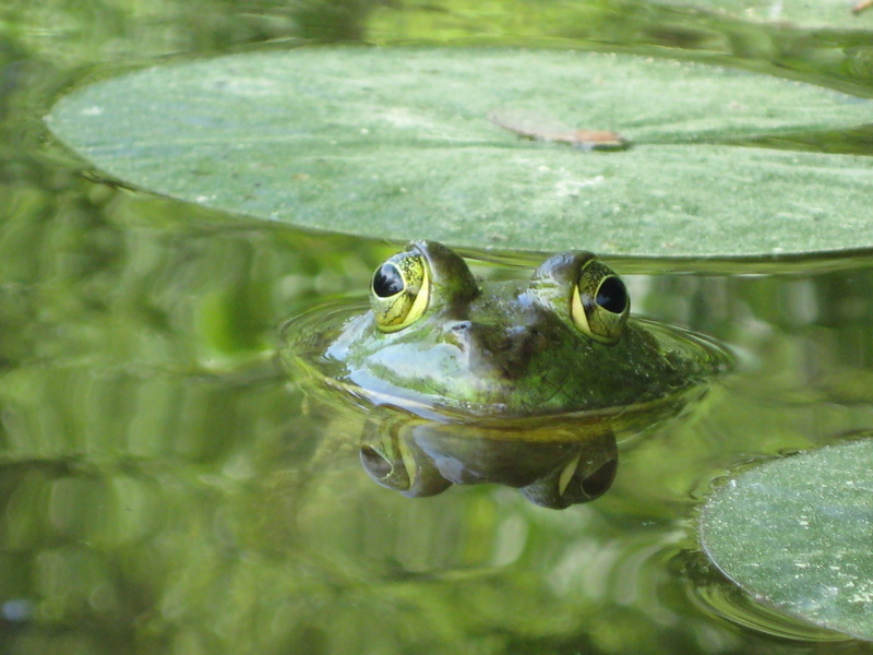 waterlily, close-up, marine, floating on water, reptile, animal themes, one animal, no people, vertebrate, reflection, creature, animal, nature, outdoors