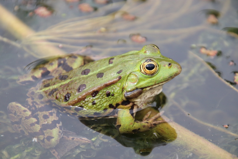aquatic, green, reptile, animal themes, animal, lake, marine, no people, nature, amphibians, rennet, plan-water, animals, green color, water, amphibian