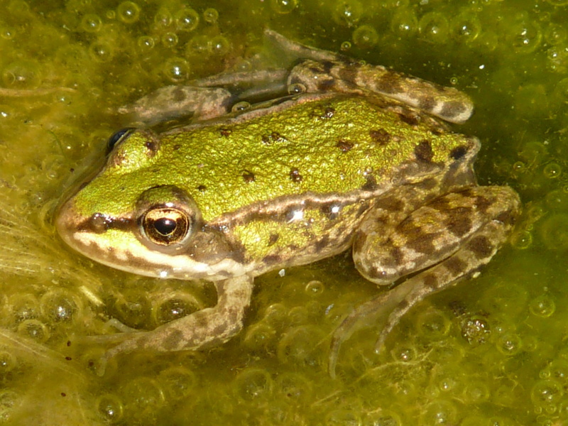 animal themes, tree frog, nature, green, no people, vertebrate, underwater, amphibian, reptile, animals in the wild, water, marine, animal body part, animal wildlife