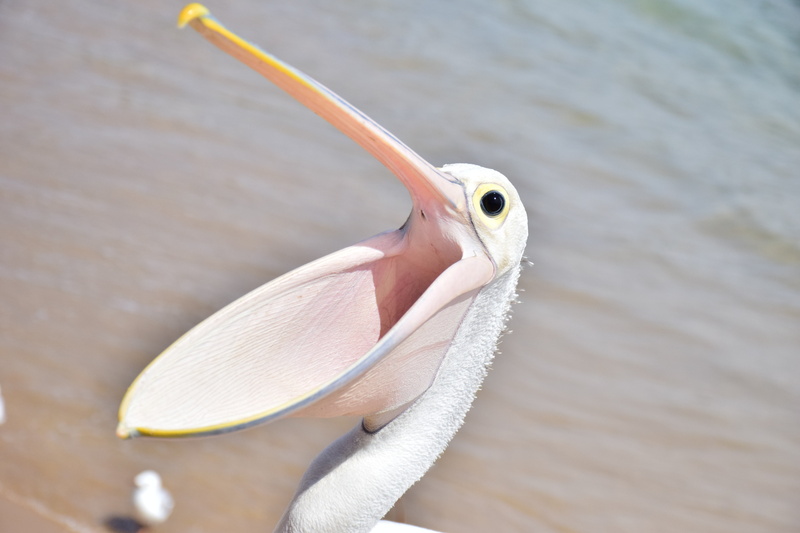 animal body part, beak, sea, outdoors, 5K, nature, beach, one animal, vertebrate, animal eye, focus on foreground, pelican, australia, animal, bird, swimming