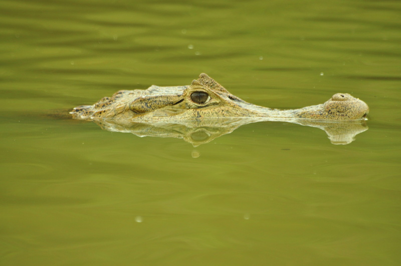 animal eye, animal themes, alligator, vertebrate, water, animal wildlife, day, lake, crocodile, reptile, animals in the wild, nature, one animal, 4K, swimming