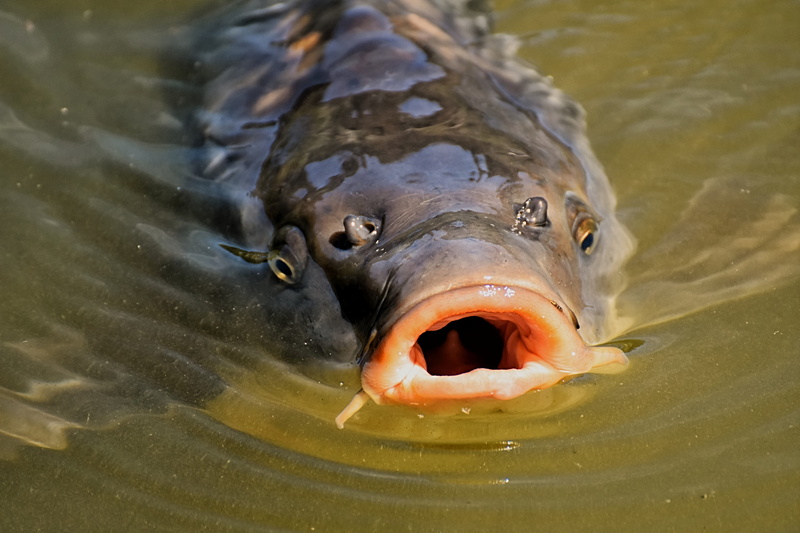 lake, animal eye, underwater, mouth open, animals in the wild, 5K, animal wildlife, animal portrait, marine, outdoors, open, animal themes, animal head