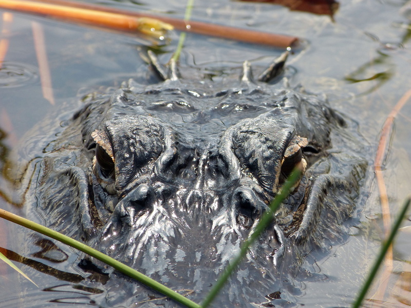 vertebrate, one animal, water, reptile, animal body part, animal head, animal themes, animals in the wild, animal eye, marine, high angle view, lake, focus on foreground