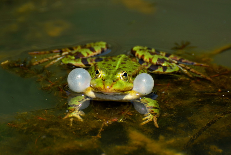 animal, Frog, Close, floating, animal head, pond, water, animals in the wild, 2K, water frog, green, nature, marine, day, amphibian, dried, leaf, vertebrate