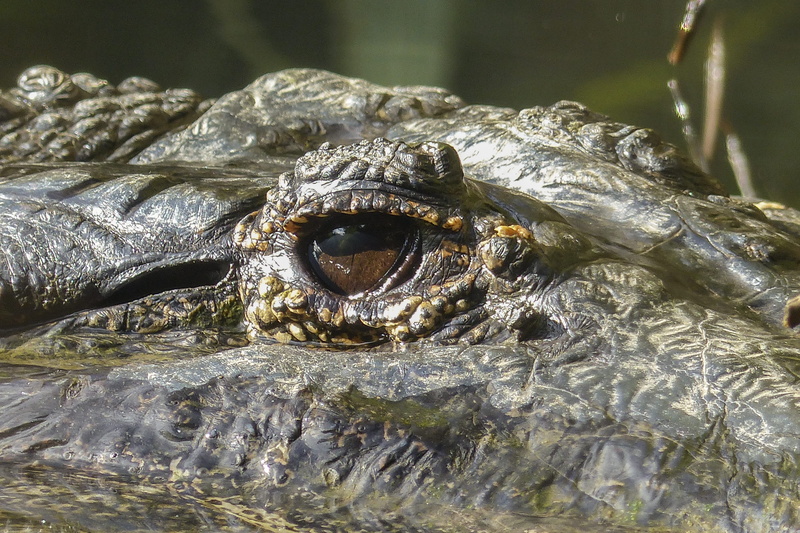 day, dangerous, water, animal themes, eye, animals in the wild, no people, reptile, animal head, photography, animal, predator, animal body part, waterfront