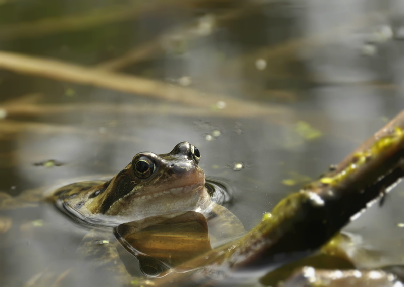 croak, one animal, water plant, reptile, Water, selective focus, swimming, close-up, animal body part, nature, animals in the wild, relax, rest, animal themes